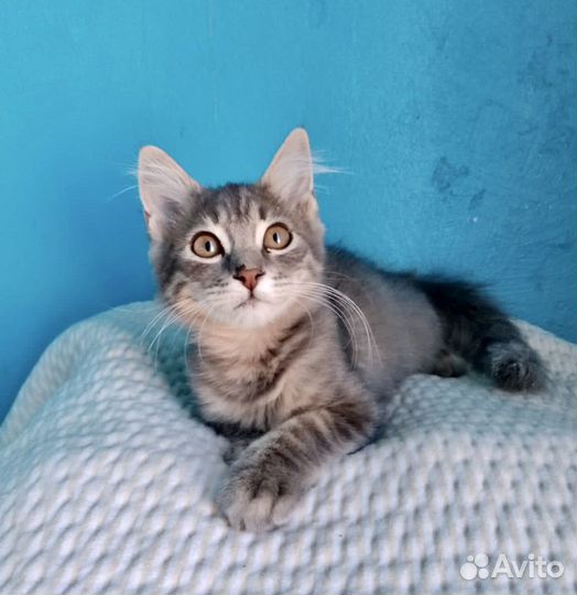 Милый котик ищет дом