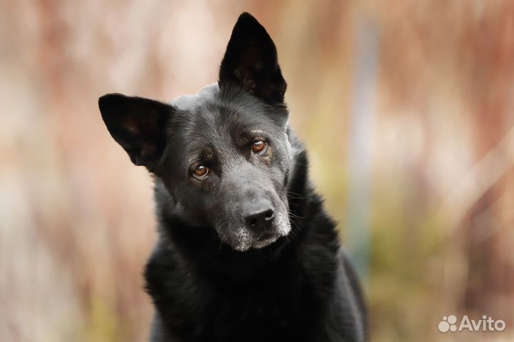 Сорбонна, метис овчарки, в добрые руки