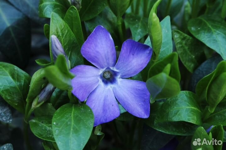 Барвинок малый