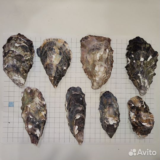 Створки устричных раковин