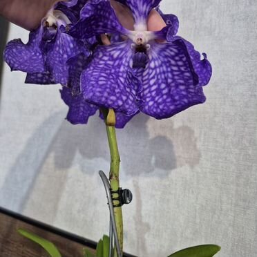 Орхидея ванда