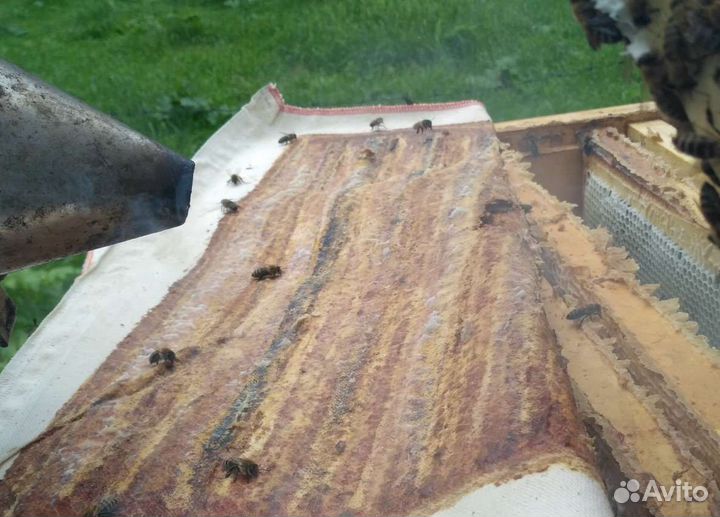 Холстик прополисный - положок