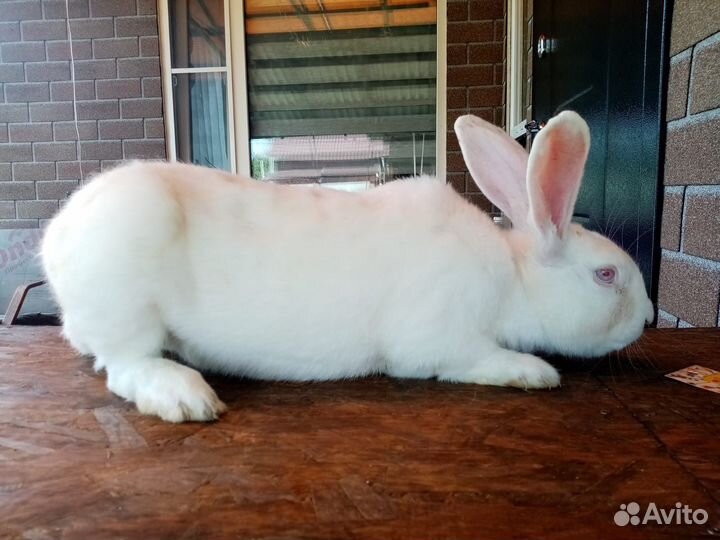 Кролик самец