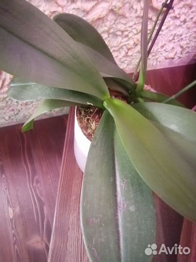 Орхидея фаленопсис