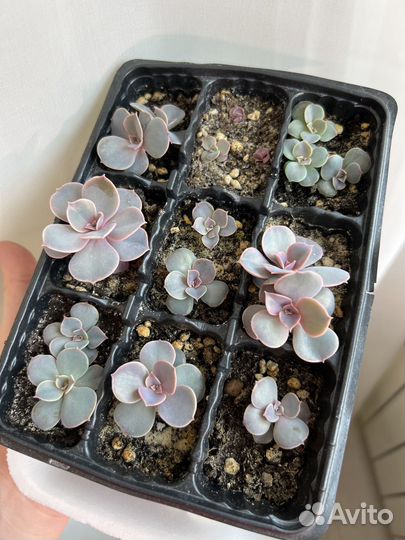 Суккуленты эхеверия