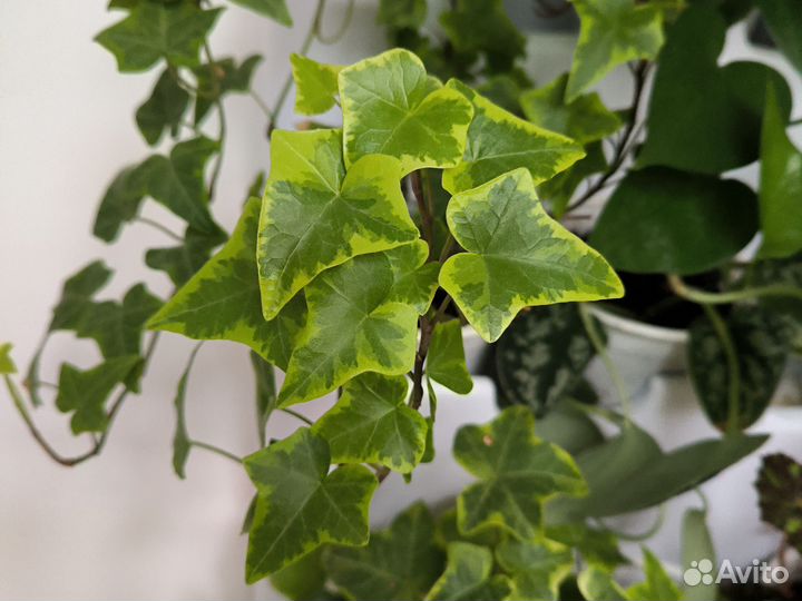 Плющ черенки
