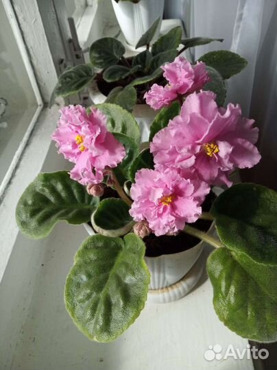 Фиалки(лист)