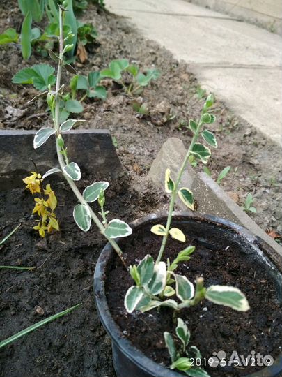 Очиток камчатский, бересклет