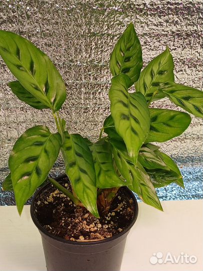 Комнатные растения 250