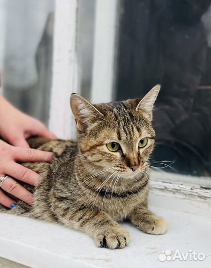 Кошка в добрые руки, стерилизована