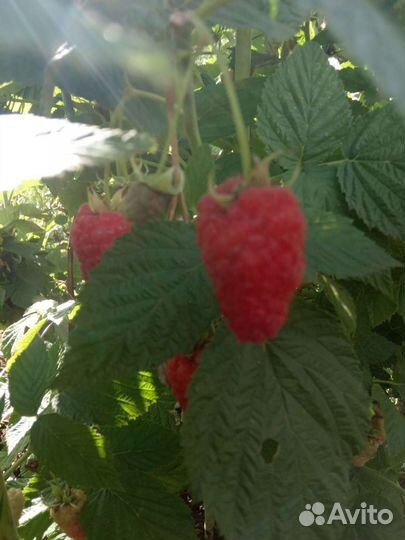 Малина Патриция саженцы 1шт