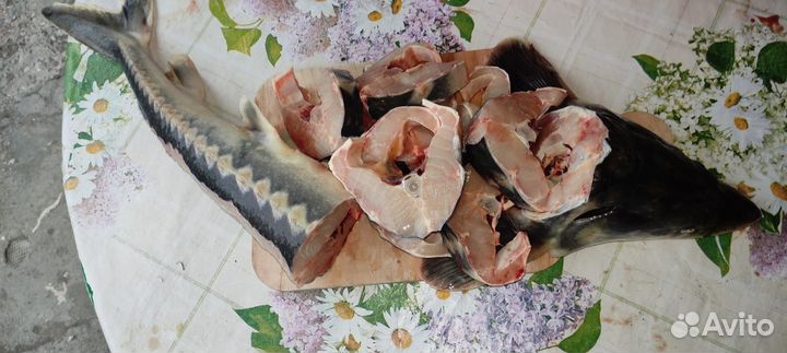 Живая рыба осетринка доставка