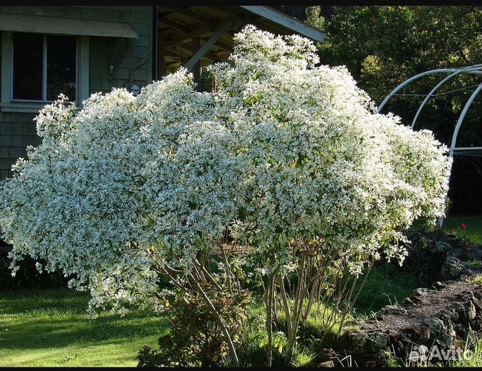 Рассада цветка 