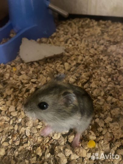 Джунгарские хомячки