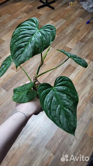 Филодендрон Маджестик