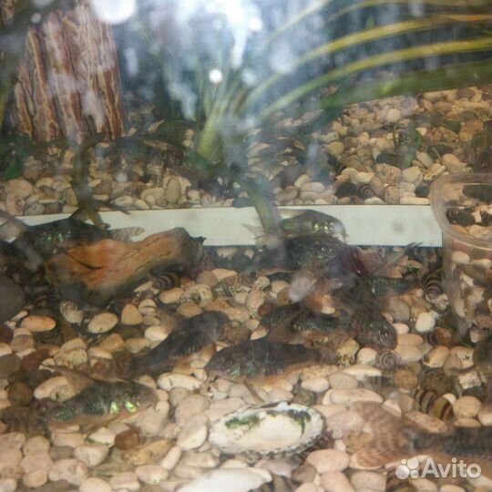 Аквариумные рыбки и растения