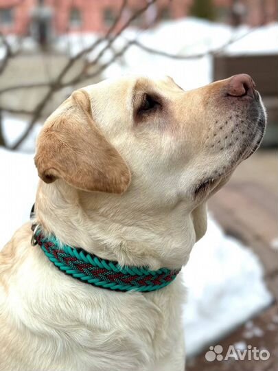 Ошейник для собак