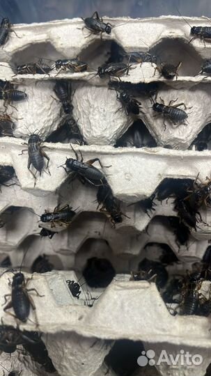 Кормовые насекомые, сверчки, бражник, тараканы