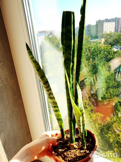 Сансевиерии трехполосная лауренти хани