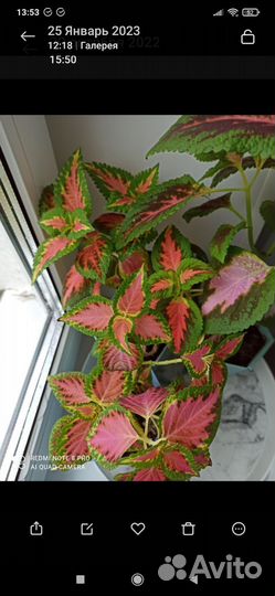 Панданус,Колеус, Декабрист,Замиакулькас, фикус