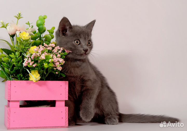 Котёночек 2 мес в поисках своей семьи