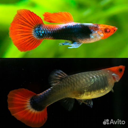 Креветки для аквариума амано и гуппи