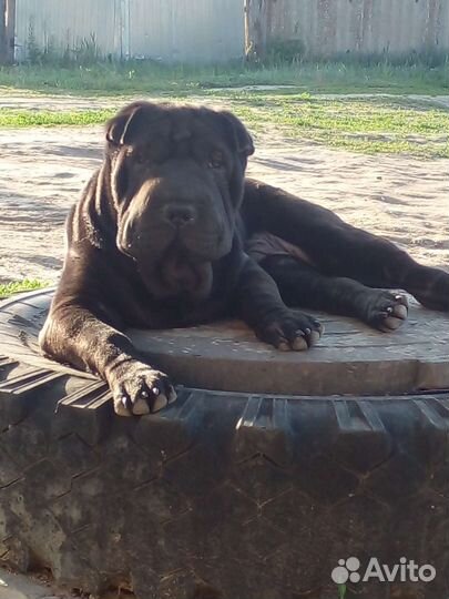 Шарпей вязка