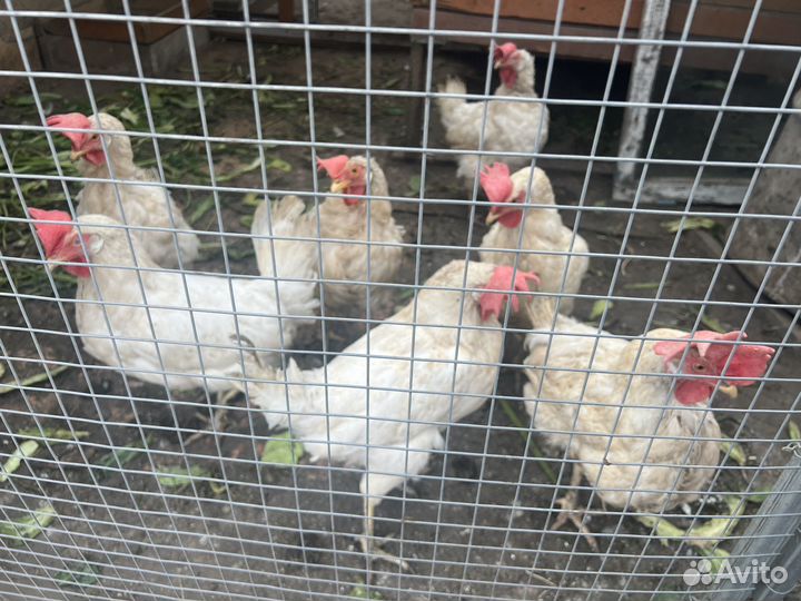 Куры несушки