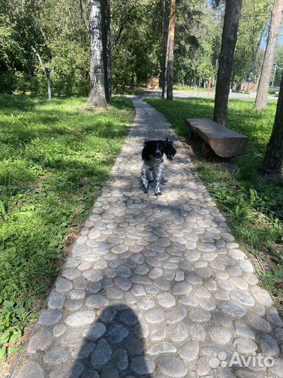 Передержка собак, дог-ситтер