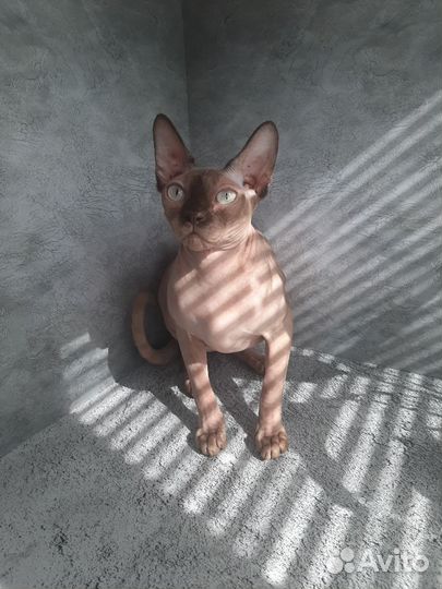 Канадский сфинкс