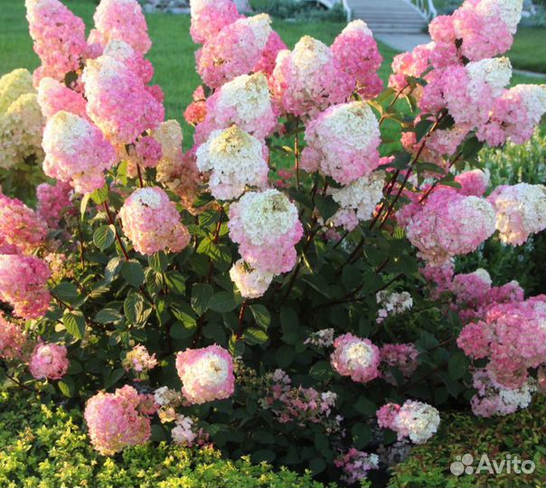 Гортензия Самарская Лидия