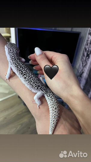 Геккон эублефар