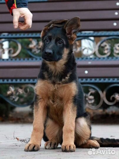 Щенки на любой вкус