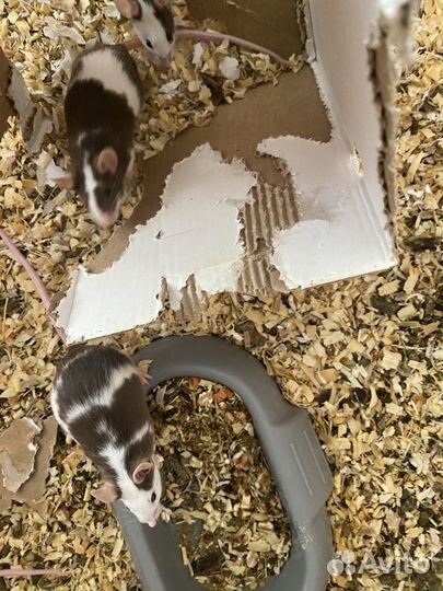 Декоративные мыши