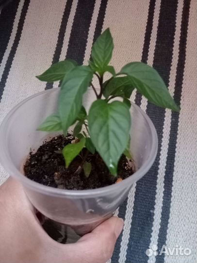 Рассада острого перца комнатного