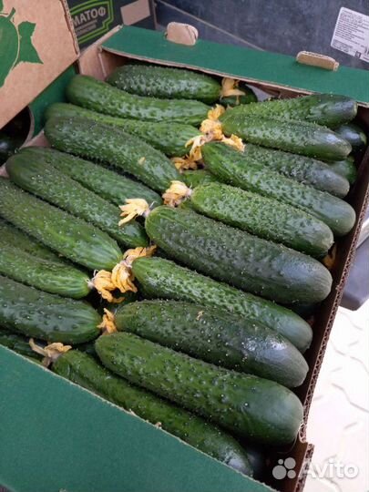 Фрукты Овощи Камышин