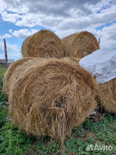 Продам сено в рулонах