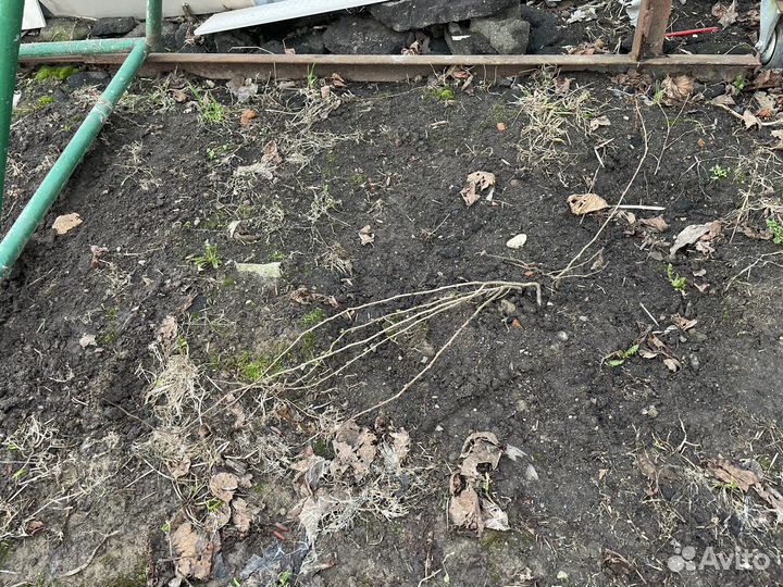 Айва японская саженцы 50 см