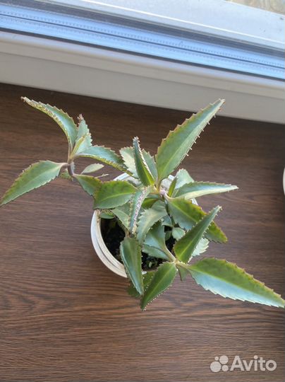 Каланхоэ лечебное