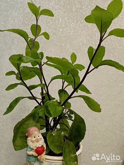 Растение Джинура листья бога