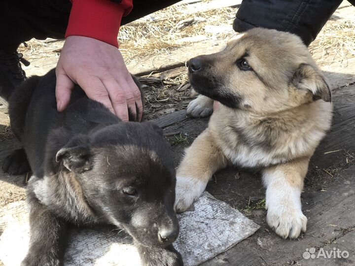 Отдам в добрые руки щенят