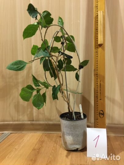 Бугенвиллия Mrs Butt Compactod