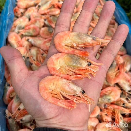 Креветка северная