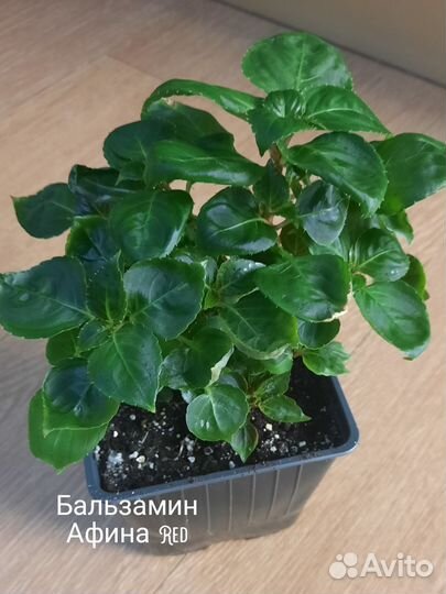 Лантана.Бальзамин