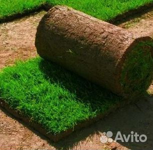 Укладка газона