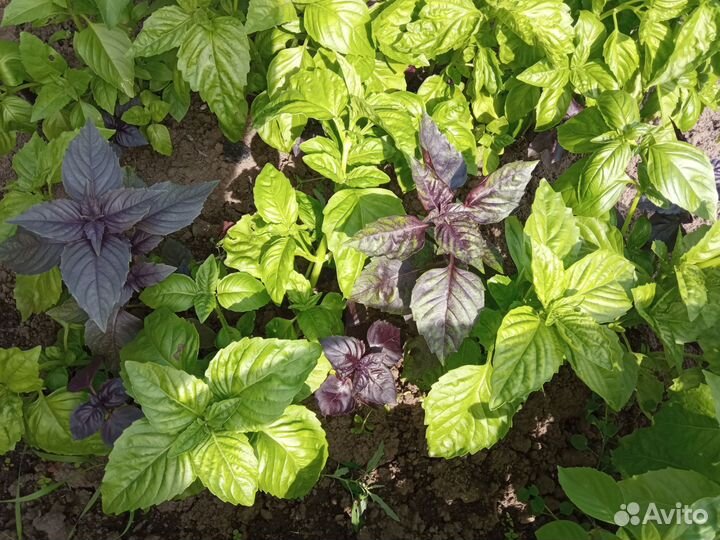 Зелень на срезку. Овощи