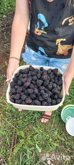 Ежевика ягода