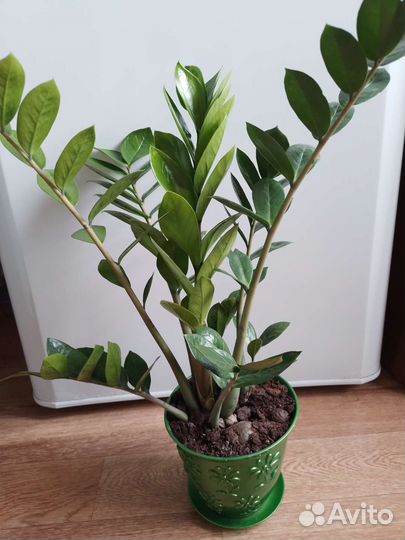 Комнатные цветы