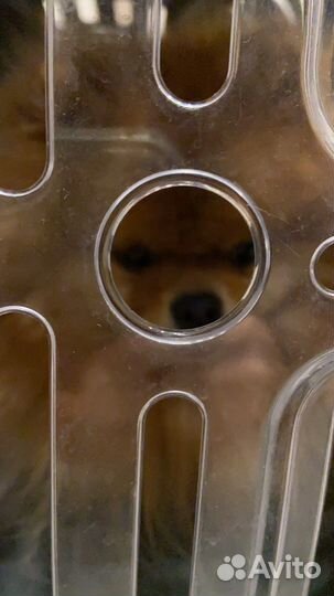 Передержка маленьких собак