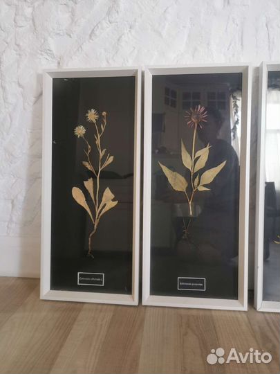 Гербарий картина